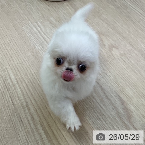 チワワの写真