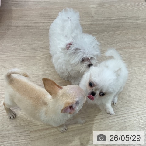 チワワの写真