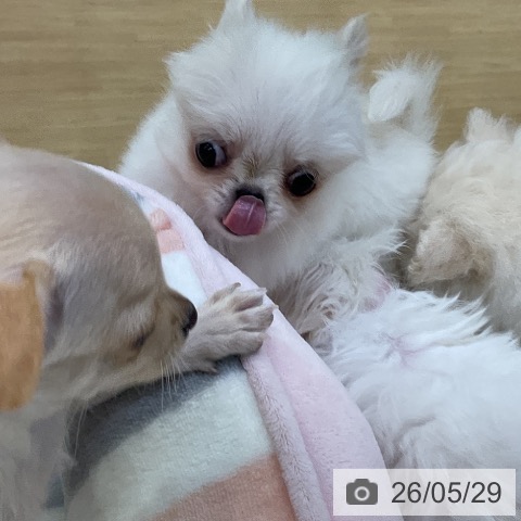 チワワの写真