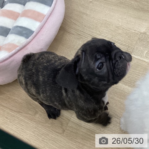 フレンチ・ブルドッグの写真