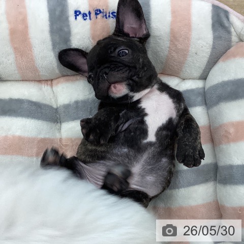 フレンチ・ブルドッグの写真