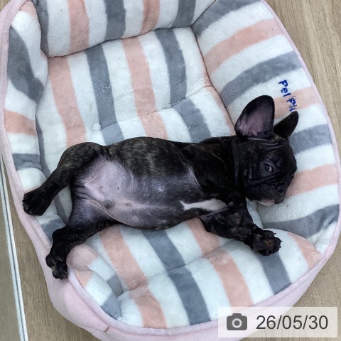 フレンチ・ブルドッグの写真