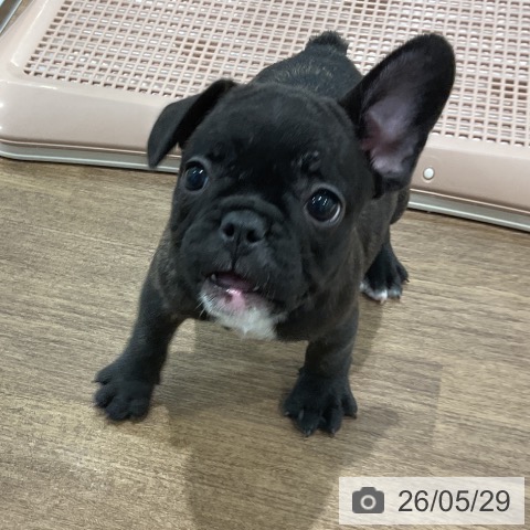 フレンチ・ブルドッグの写真