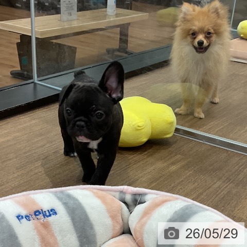 フレンチ・ブルドッグの写真