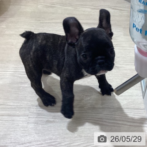 フレンチ・ブルドッグの写真