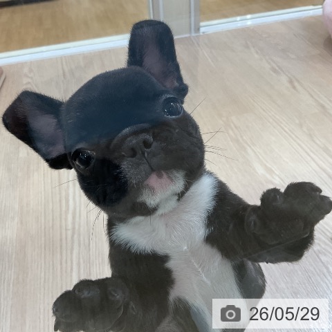フレンチ・ブルドッグの写真