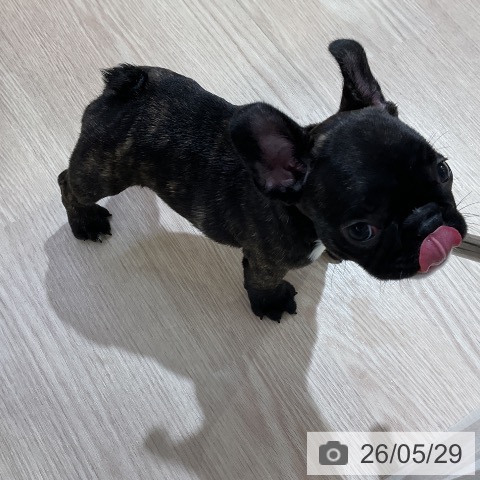 フレンチ・ブルドッグの写真