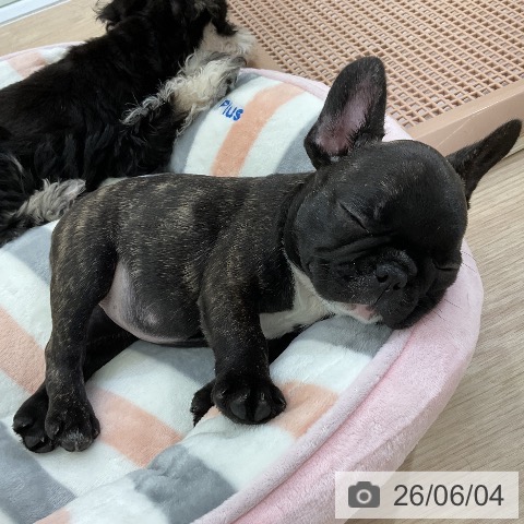 愛知県のフレンチブルドッグ (ペットプラス ナゴヤドーム前店/2026年3月29日生まれ/女の子/ブリンドル)の子犬の3枚目の画像