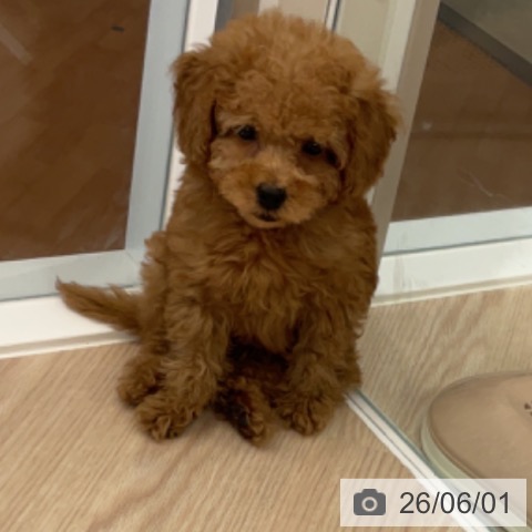 福井県のトイプードル(トイ) (ペットプラス 福井店/2026年3月27日生まれ/男の子/アプリコット)の子犬の4枚目の画像