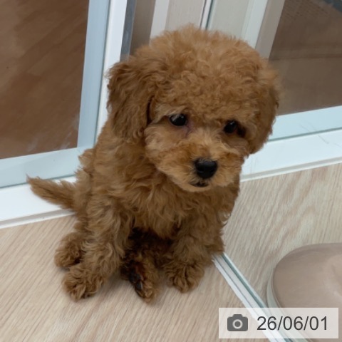 福井県のトイプードル(トイ) (ペットプラス 福井店/2026年3月27日生まれ/男の子/アプリコット)の子犬の3枚目の画像