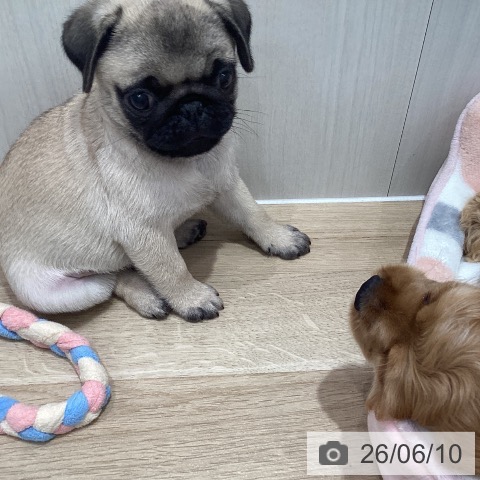 宮城県のパグ (ペットプラス 仙台泉大沢店/2026年3月31日生まれ/男の子/フォーン)の子犬の3枚目の画像
