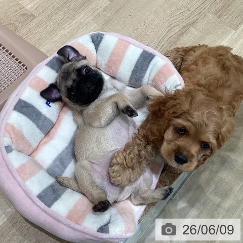 宮城県のパグ (ペットプラス 仙台泉大沢店/2026年3月31日生まれ/男の子/フォーン)の子犬の4枚目の画像
