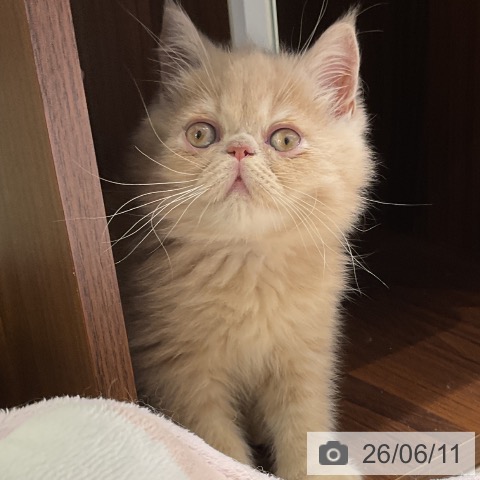 エキゾチックの写真