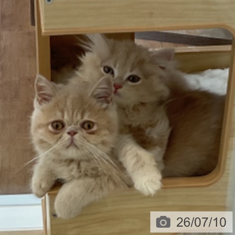 愛知県のエキゾチック (ペットプラス みなと店/2026年4月1日生まれ/男の子/クリーム)の子猫の4枚目の画像