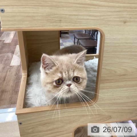 愛知県のエキゾチック (ペットプラス みなと店/2026年4月1日生まれ/男の子/クリーム)の子猫の3枚目の画像
