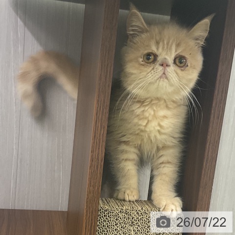 三重県のエキゾチック (ペットプラス 津南店/2026年4月1日生まれ/女の子/クリーム)の子猫の4枚目の画像