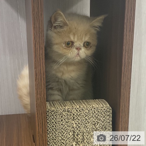 三重県のエキゾチック (ペットプラス 津南店/2026年4月1日生まれ/女の子/クリーム)の子猫の3枚目の画像