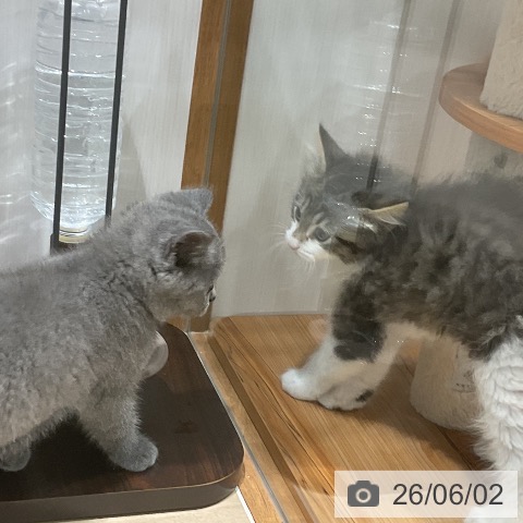 福岡県のブリティッシュショートヘアー (ペットプラス 八幡東店/2026年3月28日生まれ/男の子/ブルー)の子猫の4枚目の画像