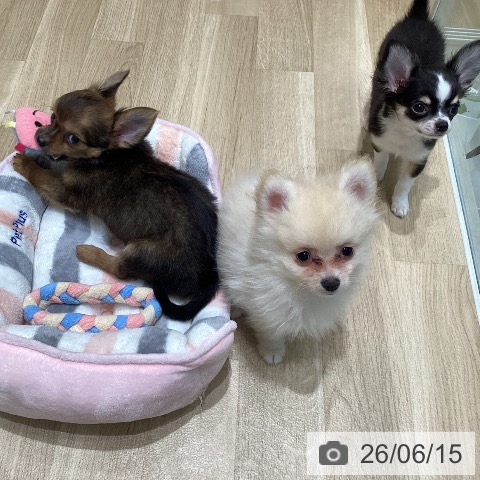ポメラニアンの写真