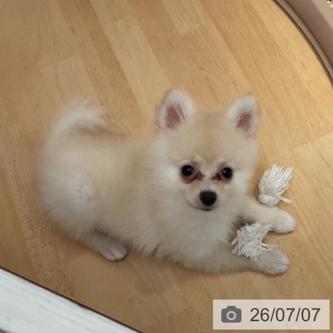 ポメラニアンの写真
