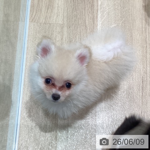 宮城県のポメラニアン (ペットプラス 仙台泉大沢店/2026年3月30日生まれ/男の子/クリーム)の子犬の4枚目の画像