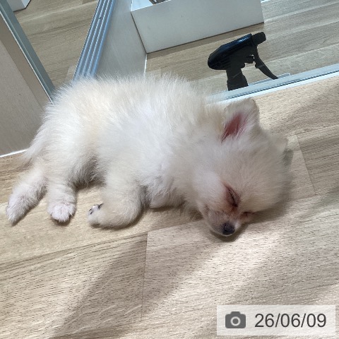 宮城県のポメラニアン (ペットプラス 仙台泉大沢店/2026年3月30日生まれ/男の子/クリーム)の子犬の3枚目の画像
