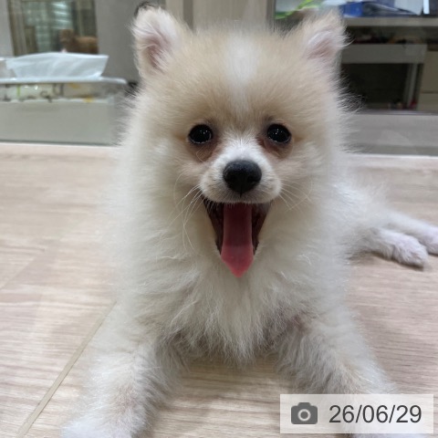 ポメラニアンの写真