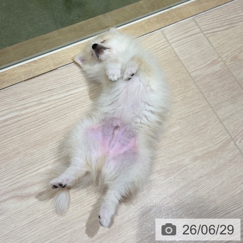 ポメラニアンの写真