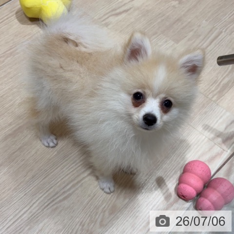 ポメラニアンの写真