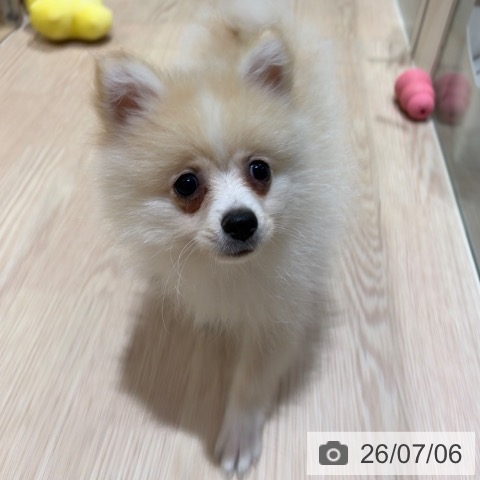 ポメラニアンの写真