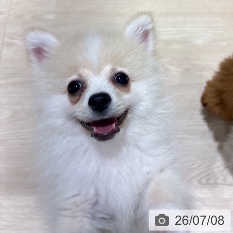 ポメラニアンの写真
