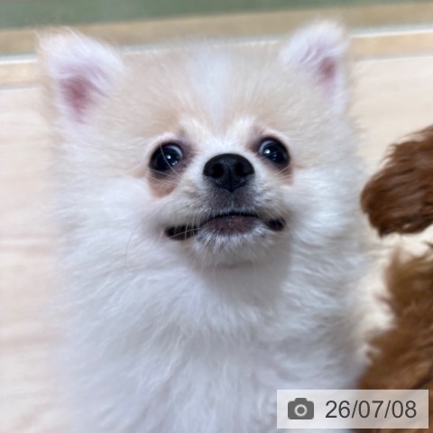 ポメラニアンの写真
