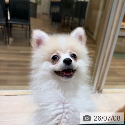 ポメラニアンの写真