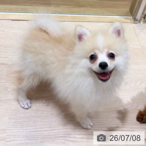 ポメラニアンの写真