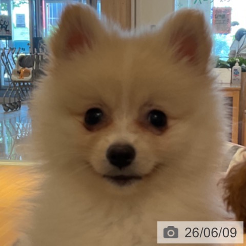 ポメラニアンの写真