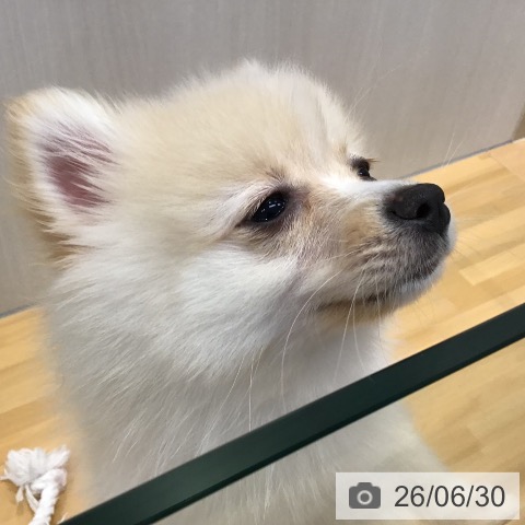 山形県のポメラニアン (ペットプラス 天童店/2026年3月30日生まれ/女の子/クリーム)の子犬の4枚目の画像