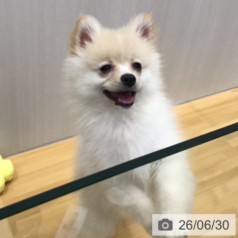 山形県のポメラニアン (ペットプラス 天童店/2026年3月30日生まれ/女の子/クリーム)の子犬の3枚目の画像