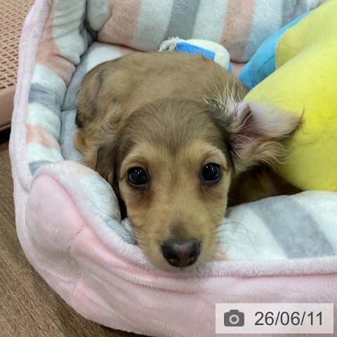 埼玉県のカニンヘンダックスフンド(ロング) (ペッツワン 吉川美南店/2026年3月28日生まれ/男の子/シェーデットイエロー)の子犬の4枚目の画像
