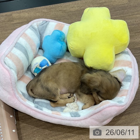 埼玉県のカニンヘンダックスフンド(ロング) (ペッツワン 吉川美南店/2026年3月28日生まれ/男の子/シェーデットイエロー)の子犬の3枚目の画像