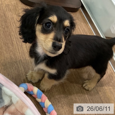 埼玉県のカニンヘンダックスフンド(ロング) (ペッツワン 吉川美南店/2026年3月28日生まれ/男の子/ブラックイエロー)の子犬の3枚目の画像