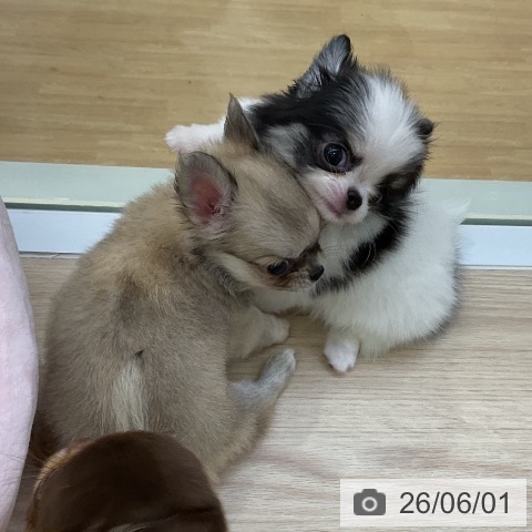 チワワの写真