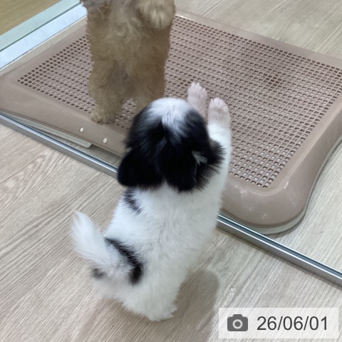 チワワの写真