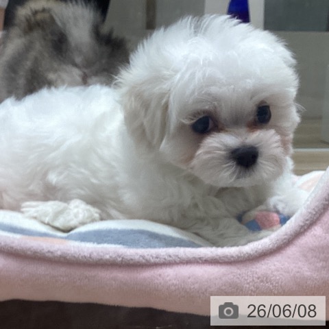 宮城県のマルチーズ (ペットプラス 名取店/2026年4月1日生まれ/男の子/ホワイト)の子犬の4枚目の画像