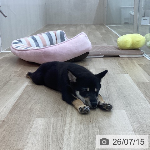 神奈川県の柴犬(標準サイズ) (ペットプラス 相模原並木店/2026年3月31日生まれ/女の子/黒)の子犬の4枚目の画像