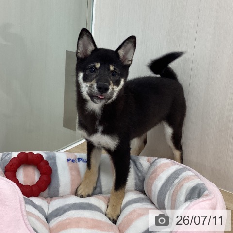 神奈川県の柴犬(標準サイズ) (ペットプラス 相模原並木店/2026年3月31日生まれ/女の子/黒)の子犬の3枚目の画像