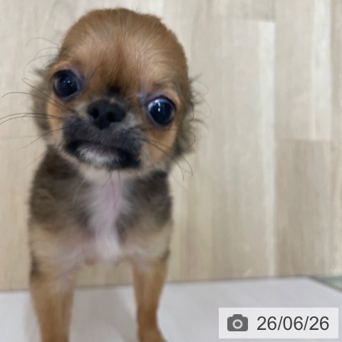 チワワの写真