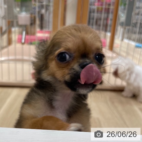 チワワの写真