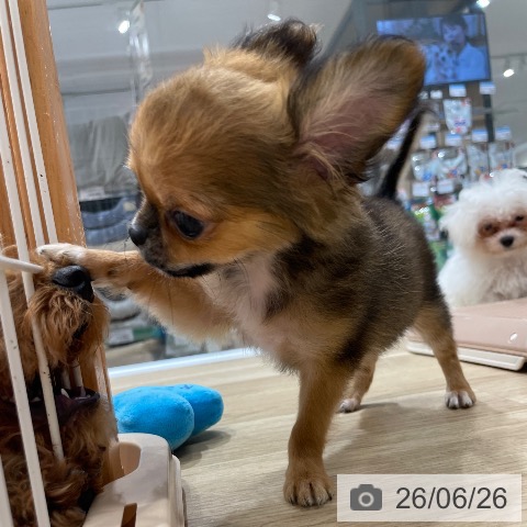 チワワの写真