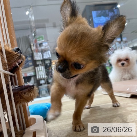 チワワの写真