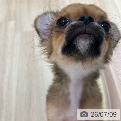 チワワの写真